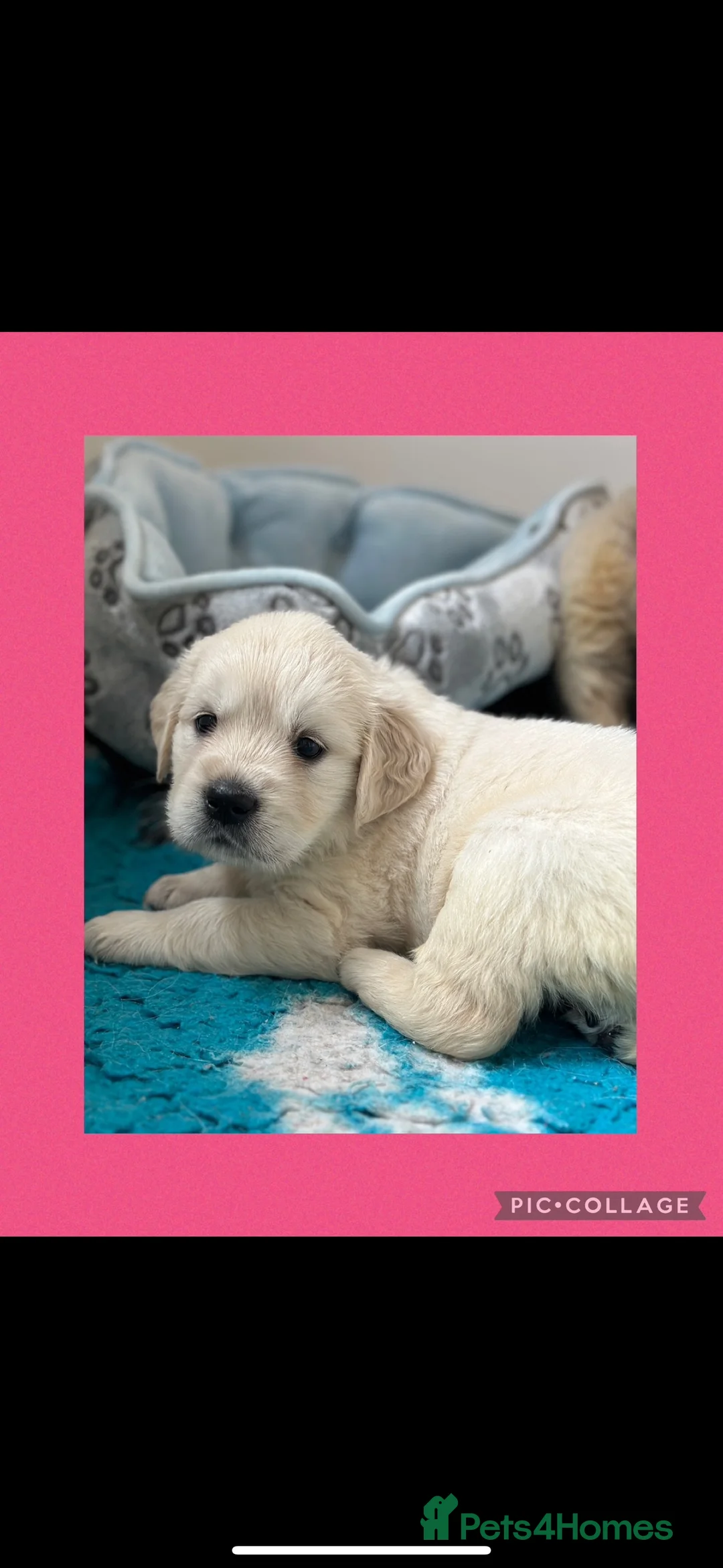 Golden Retriever dogs for stud: STUD KC FULLY HEALTH TESTED PROVEN TRAMIN IMPORT  in Blackpool - Advert 12