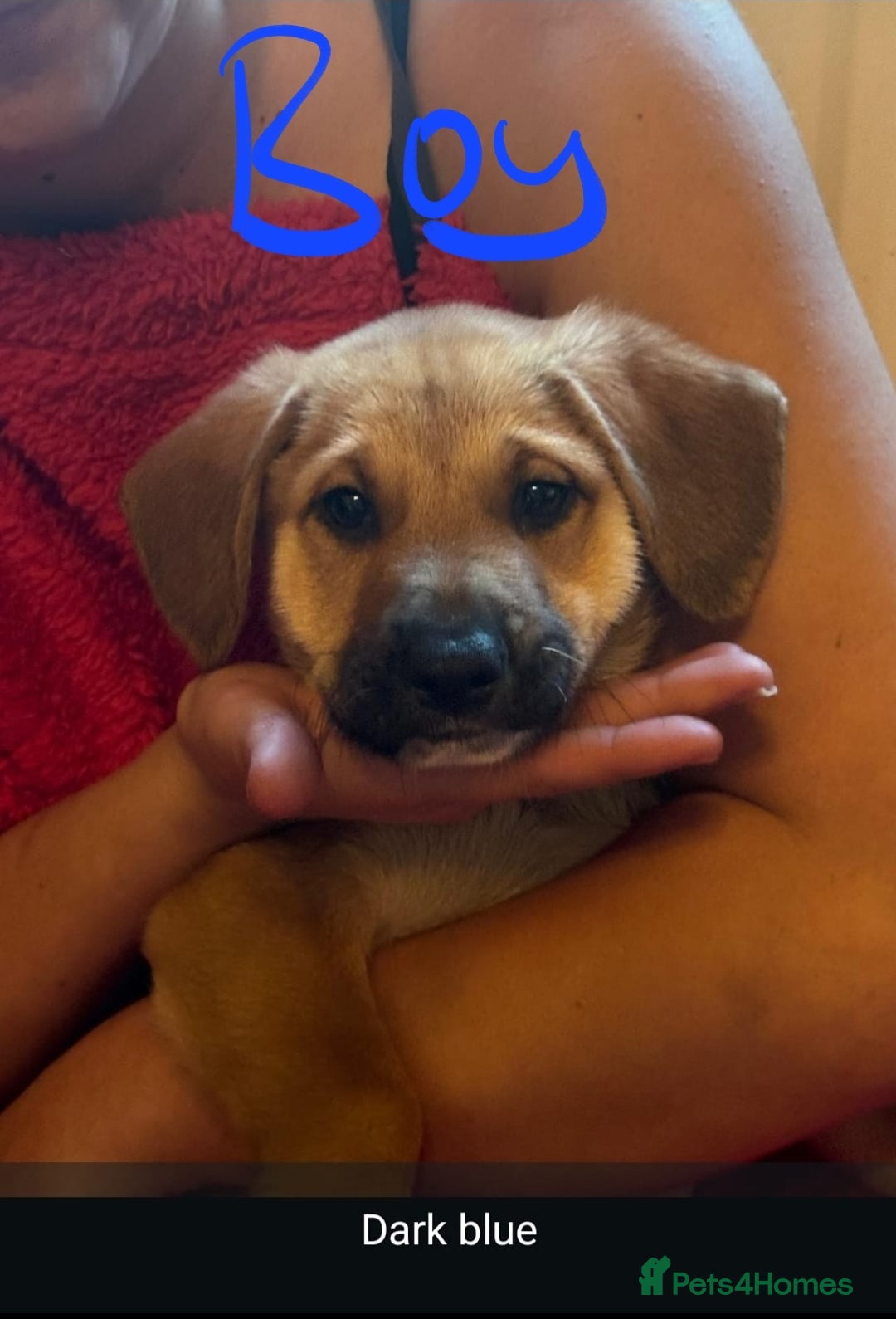 Mixed Breed dogs for sale: Available now! Mastiff / German Shephard puppies  - Advert 12