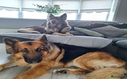 German Shepherd dogs for sale: Stunning blue and sable GSD puppies - Image 9