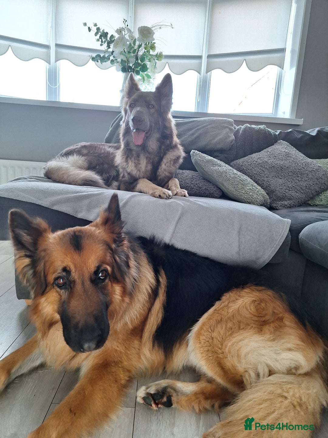 German Shepherd dogs for sale: Stunning blue and sable GSD puppies - Image 9