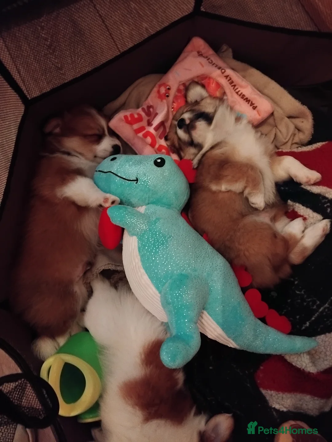 Pomchi dogs for sale: Pomchi puppies - Advert 38