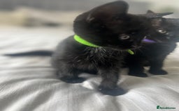 Bombay cats for sale: Lovely playful kittens  - Image 5