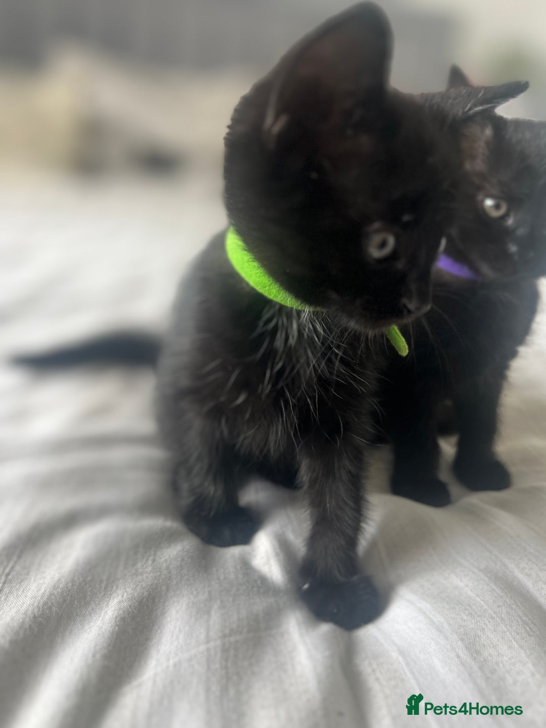 Bombay cats for sale: Lovely playful kittens  - Image 5