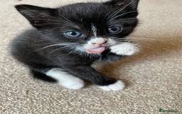 Mixed Breed cats for sale: Russian Blue/tuxedo cross kittens - Image 8