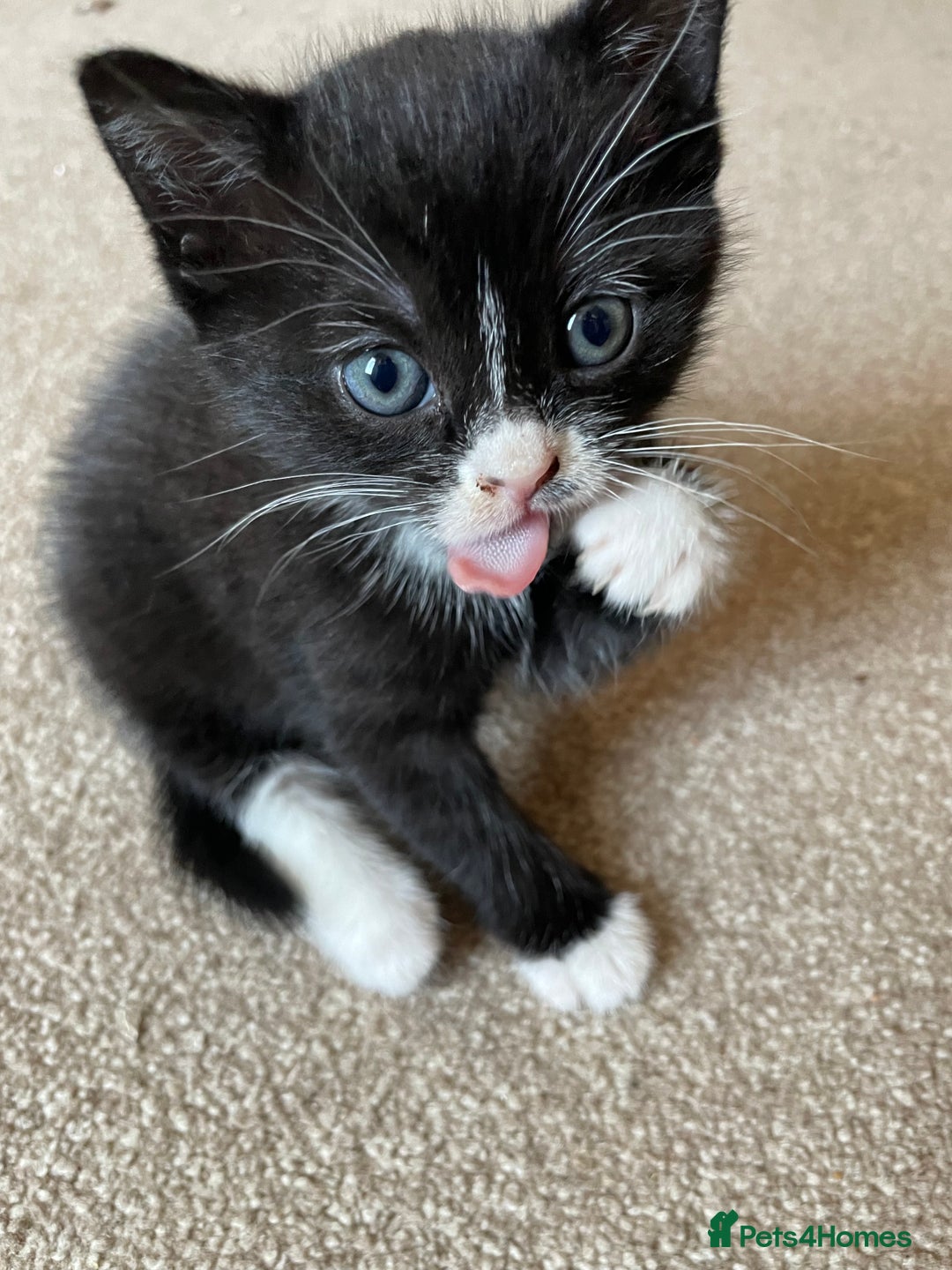 Mixed Breed cats for sale: Russian Blue/tuxedo cross kittens - Image 8