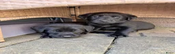 Labrador Retriever dogs for sale: Purebred Labrador Puppies in Lochgelly - Advert 2
