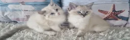 Ragdoll cats for sale: 💕Cute Champion line Ragdolls Kittens 💕 - Advert 21