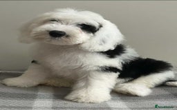 Sheepadoodle dogs for sale: unique midi sheepadoodle babies - Image 20