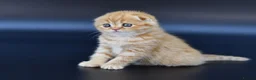 Scottish Fold cats for sale: LICENSED CATTERY PURE BREED TOP QUALITY KITTENS - Advert 23