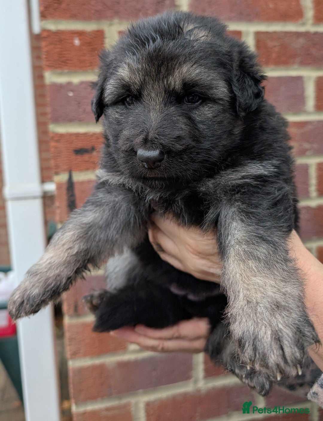 German Shepherd dogs for sale: Rare long-haired German shepherd puppies for sale - Advert 8