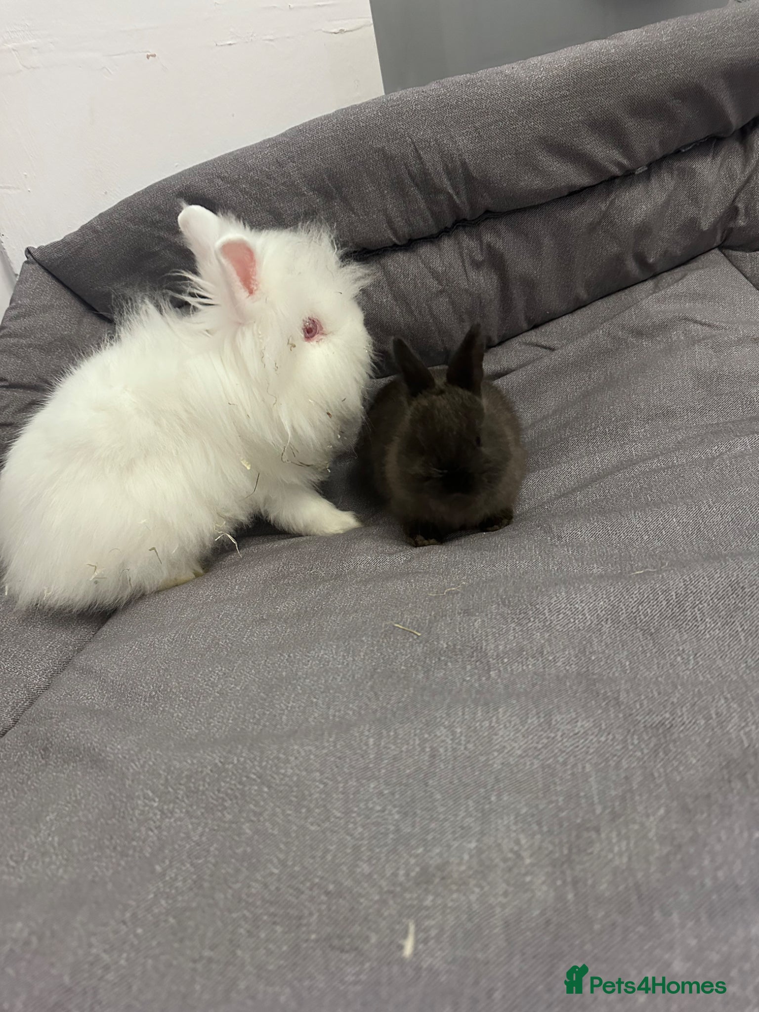Lionhead rabbits 2 baby rabbits ready to go  - Advert 1