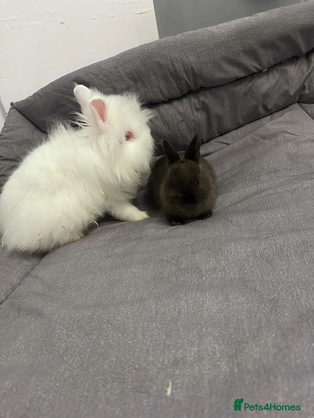 Lionhead rabbits for sale: 2 baby rabbits ready to go  in Heywood - Advert 1
