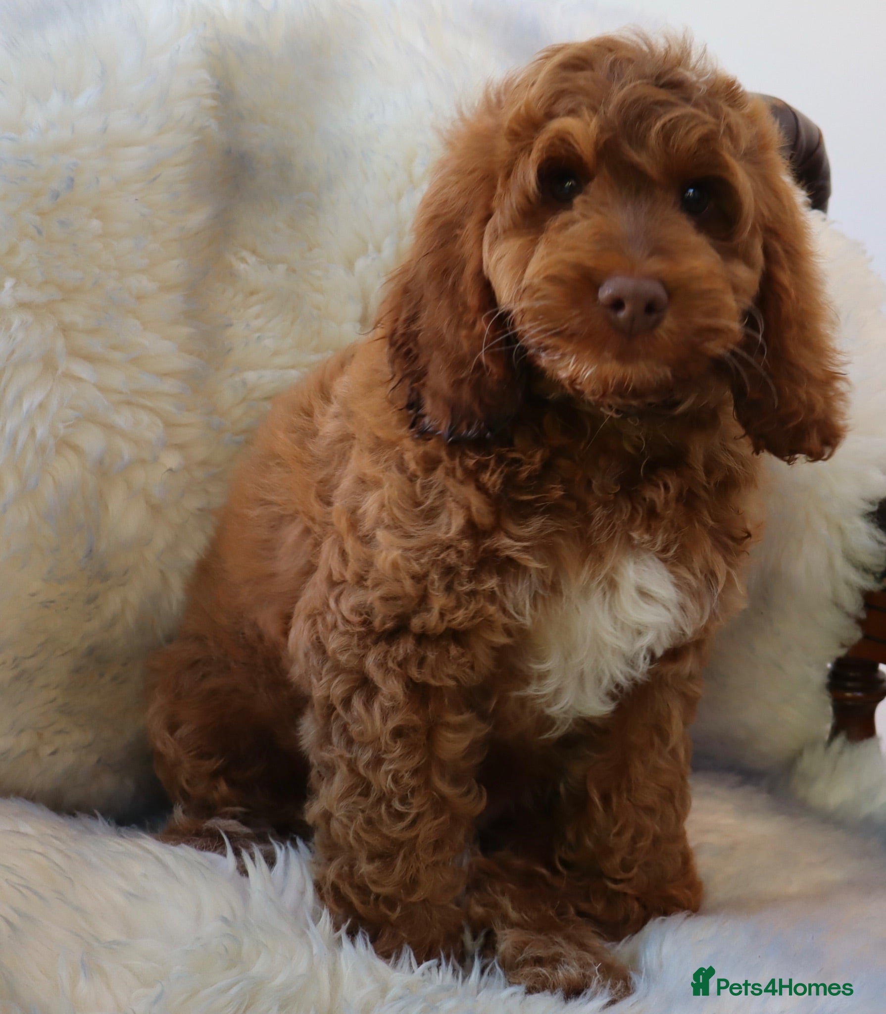 Cockapoo dogs 5* RED FEMALE COCKAPOO FROM HEALTH TESTED PARENTS  - Advert 2