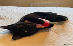Mixed Breed cats for sale: 9 month old kitten  in Aldershot - Image 1