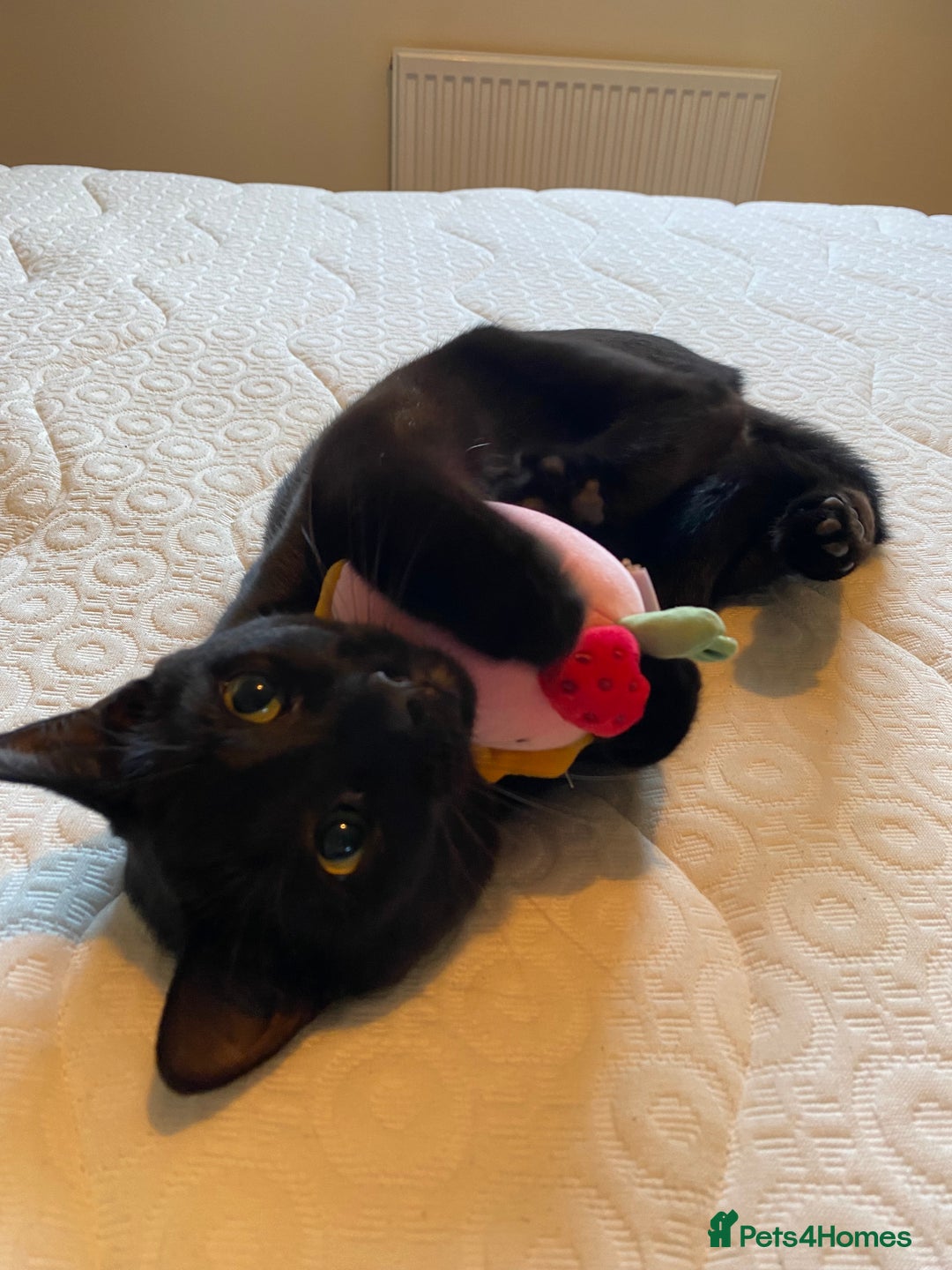 Mixed Breed cats for sale: 9 month old kitten  in Aldershot - Image 1
