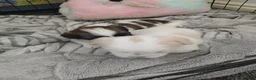 Shih Tzu dogs for sale: Beautiful chunky shih Tzu girls - Advert 4
