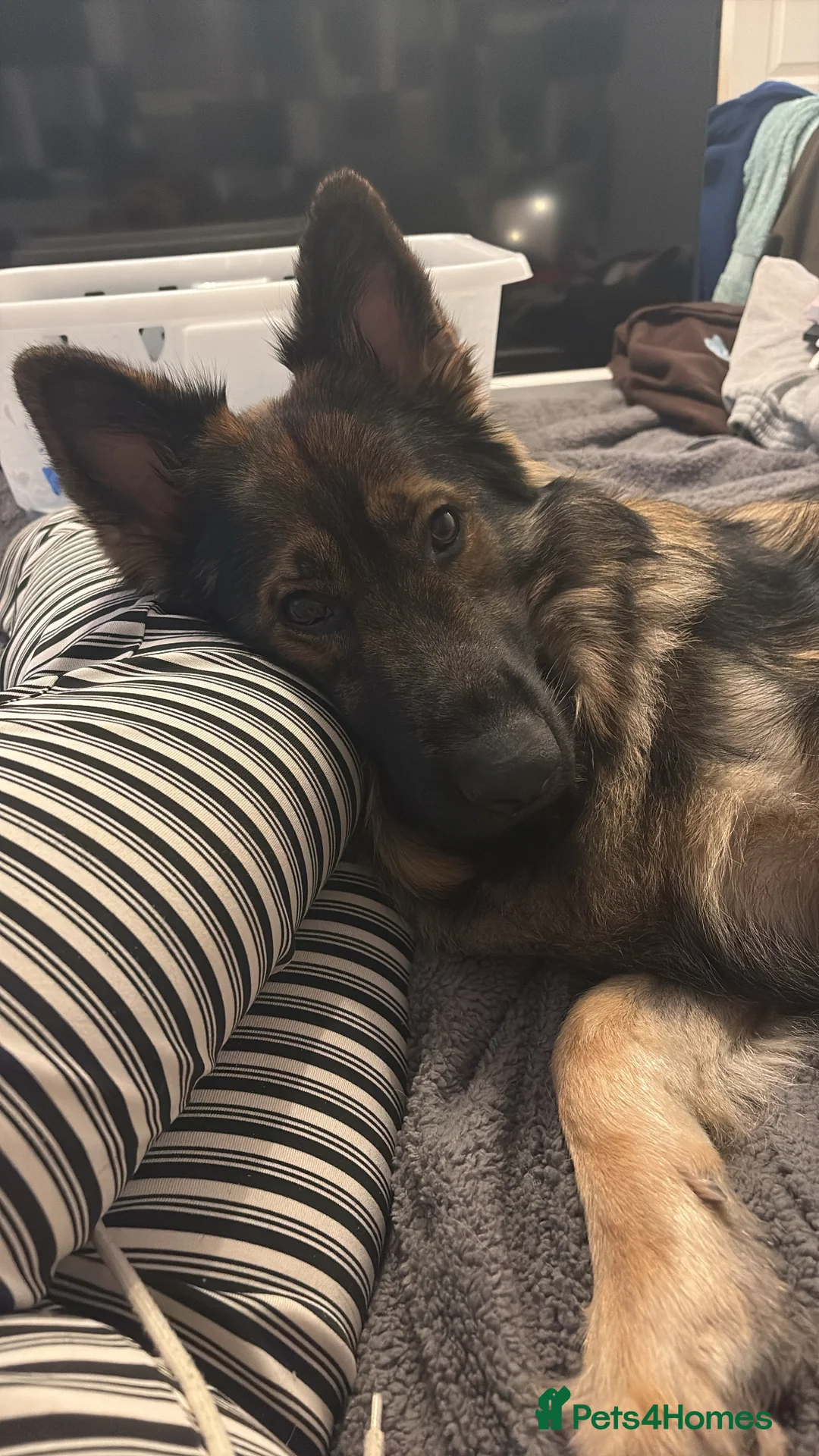 German Shepherd dogs for sale: Beautiful 22 month old male German shepherd  - Advert 3
