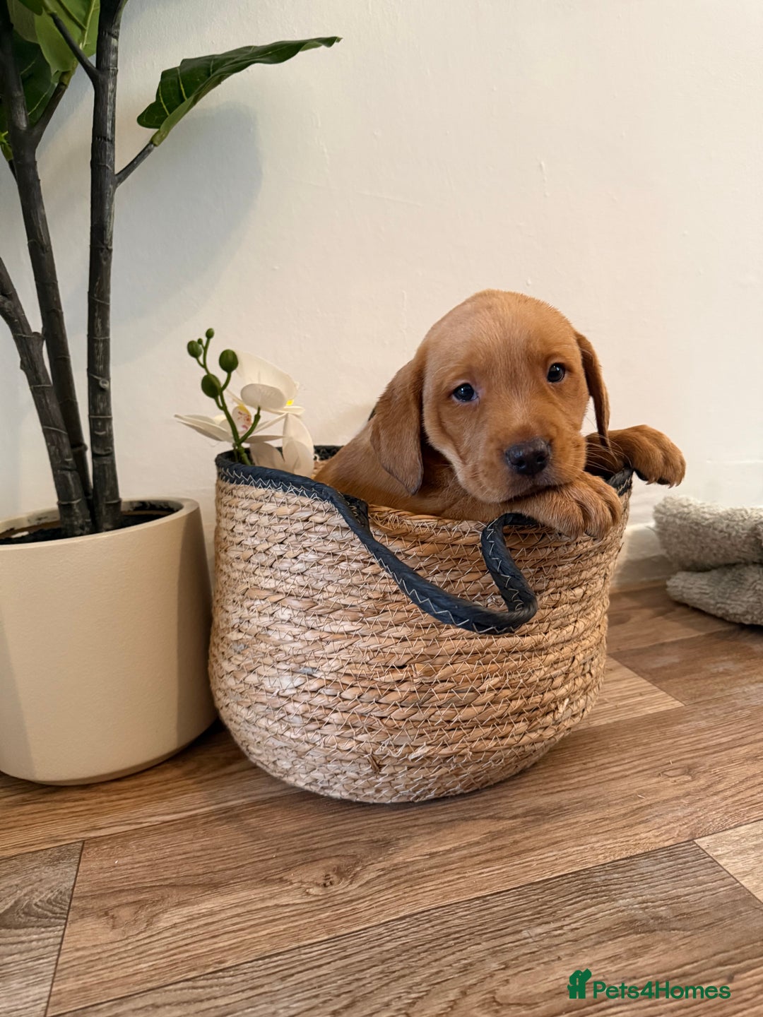 Labrador Retriever dogs for sale: Labrador pups for sale  - Advert 7