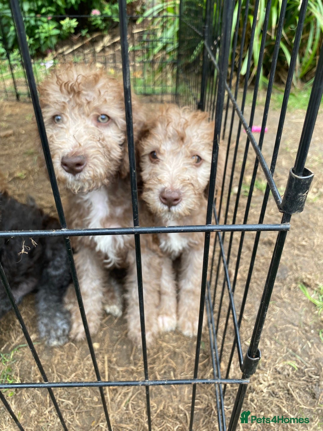 Bedlington Terrier dogs for sale: Bedlington Terrier puppies for sale in Hertford - Image 24