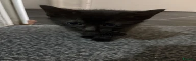 British Shorthair Kitten 2