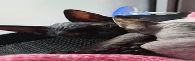 Devon Rex Kitten 1 (Reserved)