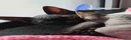 Devon Rex cats for sale: 🐾 Expected Devon Rex Kittens–August 2026 🐾 - Advert 29