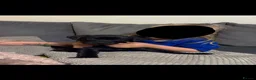 Mixed Breed dogs for sale: Beautiful Rottador Puppies - Advert 9