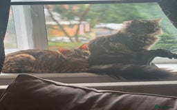 Bengal cats for sale: Bengal cross Maine coon - Image 6