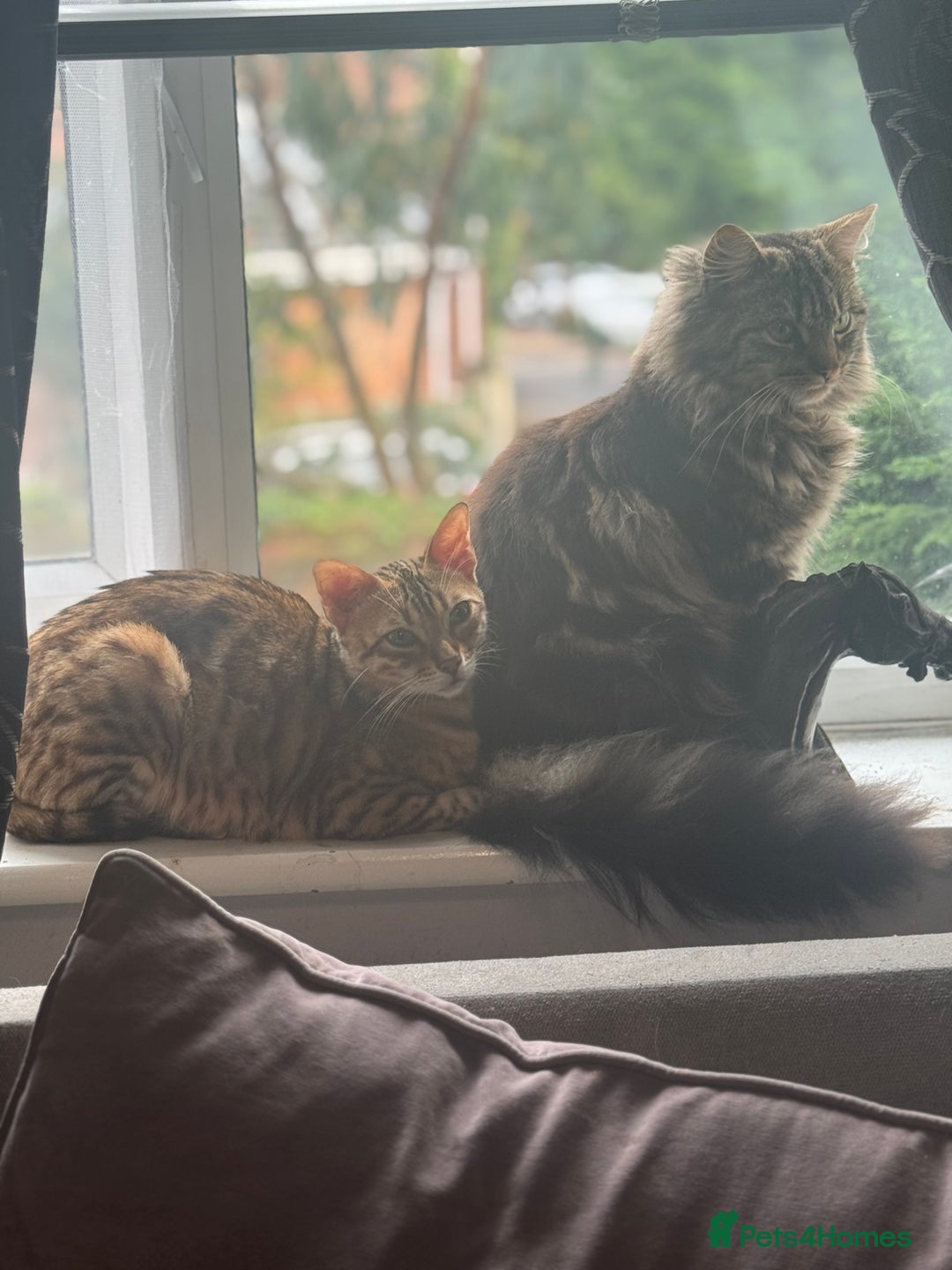 Bengal cats for sale: Bengal cross Maine coon - Image 6