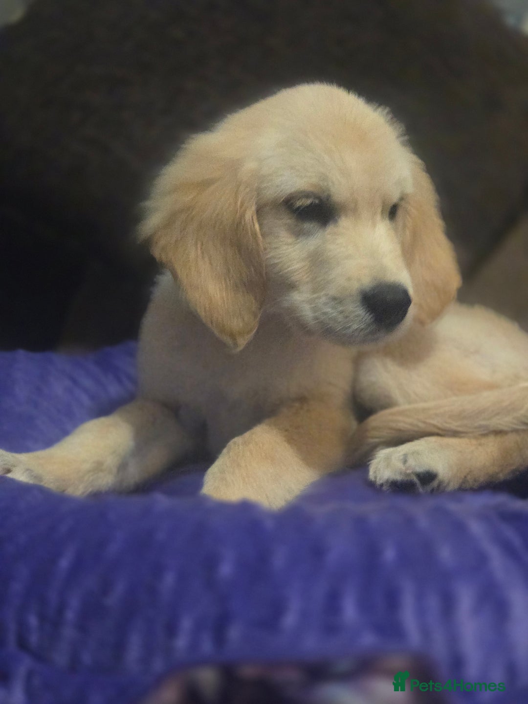 Golden Retriever dogs for sale: Ready to leave now 💕 fully vaccinated 🥰 - Image 22