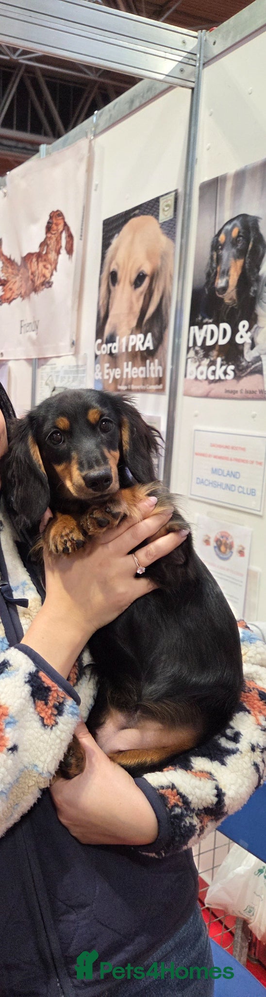 Miniature Dachshund dogs Kc Miniature  Dachshund  - Advert 17