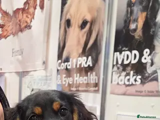 Miniature Dachshund dogs Kc Miniature Dachshund - Advert 17