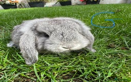 Mini Lop rabbits for sale: Mini Lop Male and Female Rabbits For Sale  - Image 11