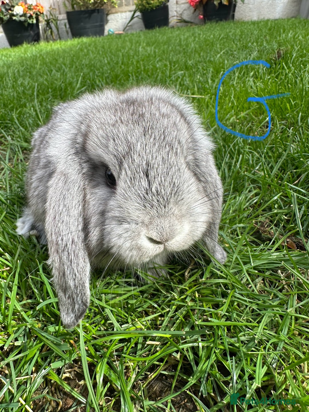 Mini Lop rabbits for sale: Mini Lop Male and Female Rabbits For Sale  - Image 11