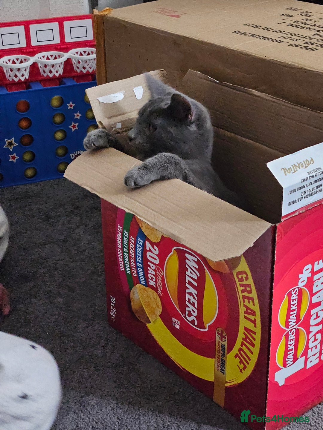 Russian Blue cats for sale: 2 beautiful grey cats - Image 8