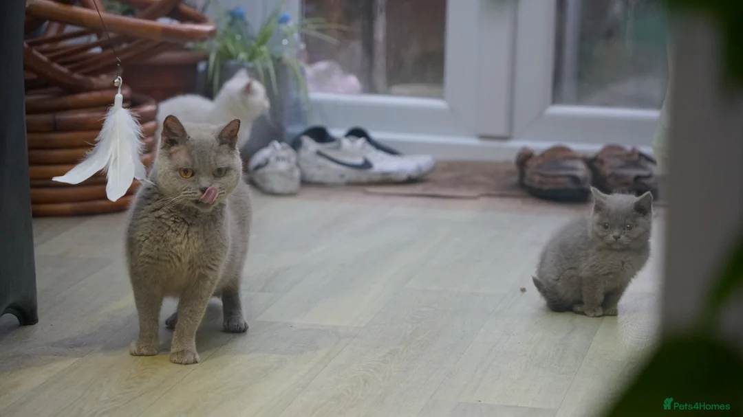 British Shorthair cats for sale: Pure British Shorthair WHITE female LIALIC kittens - Advert 11