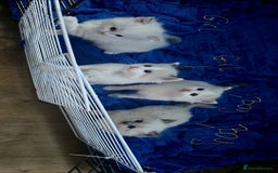 Ragdoll cats for sale:  4 Ragdoll kittens looking for loving homes - Image 10