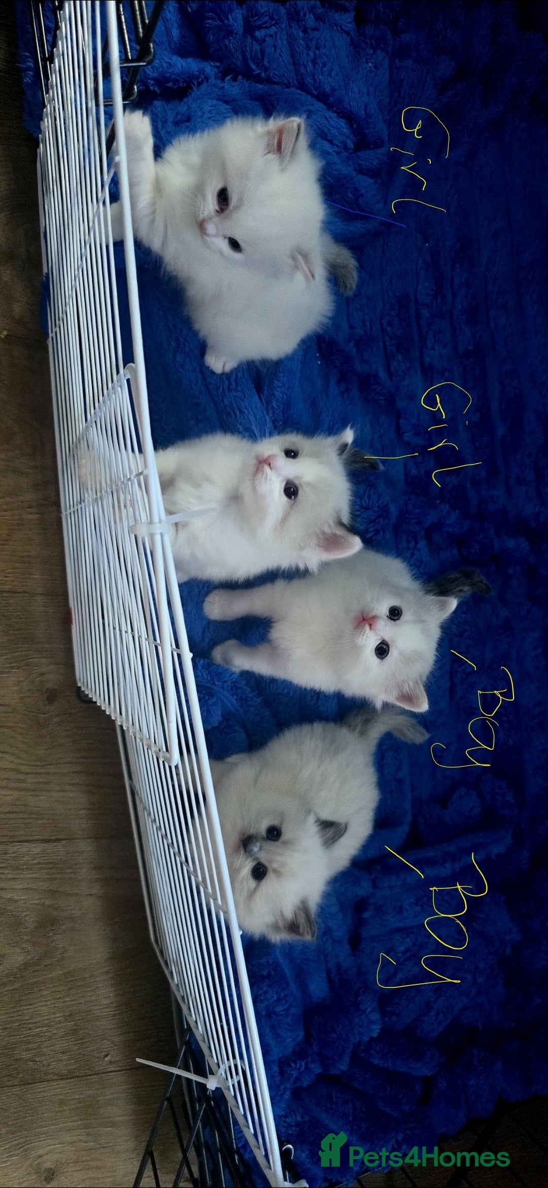 Ragdoll cats for sale:  4 Ragdoll kittens looking for loving homes - Image 10