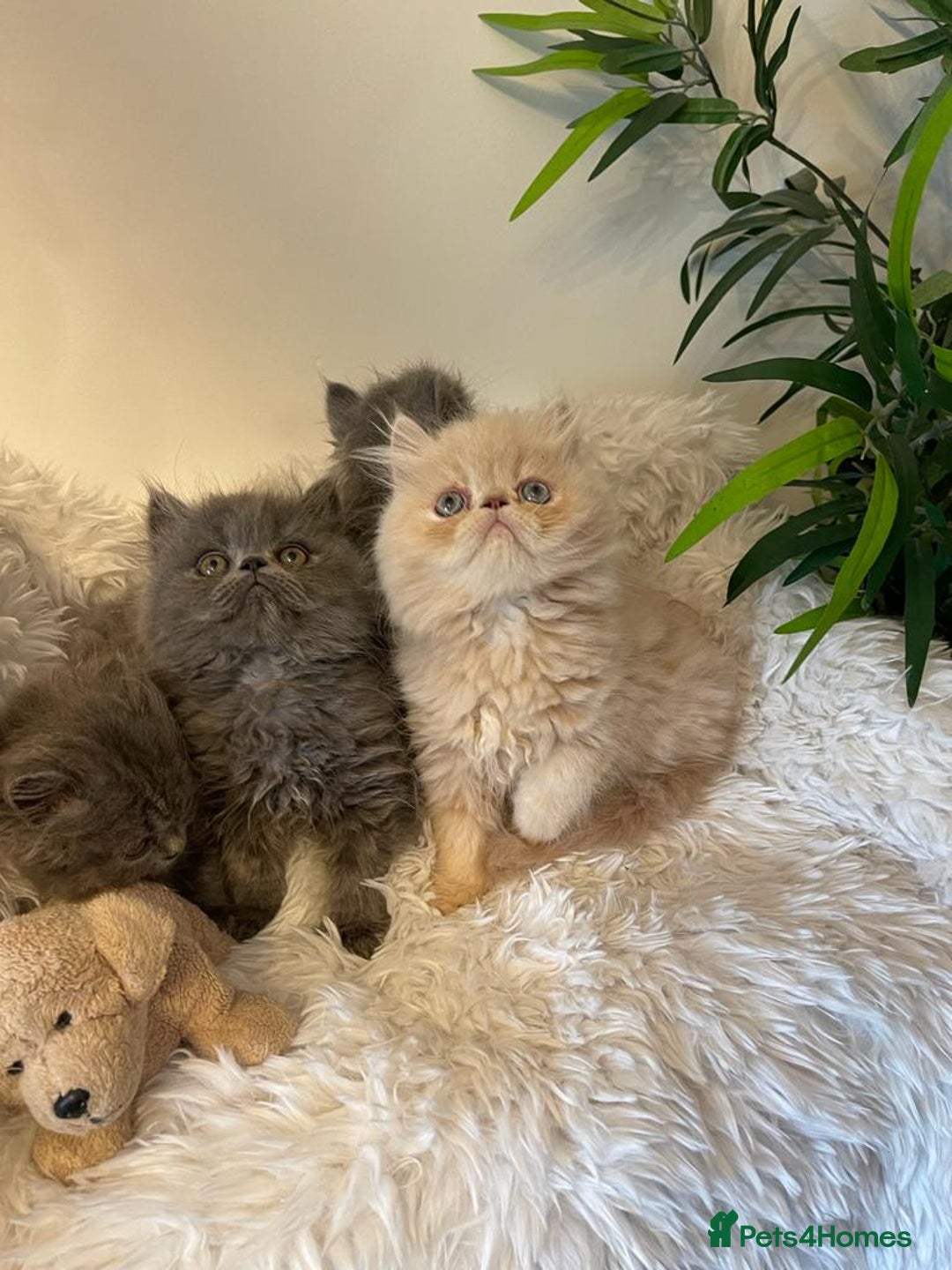 Persian cats for stud: GCCF REGISTERED PERSIAN STUD CHAMPION LINES PROVEN in London - Image 19