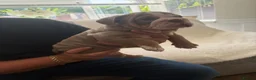 English Bulldog dogs for sale: !! Ready to leave Friday English Bulldog puppy’s ! - Advert 6