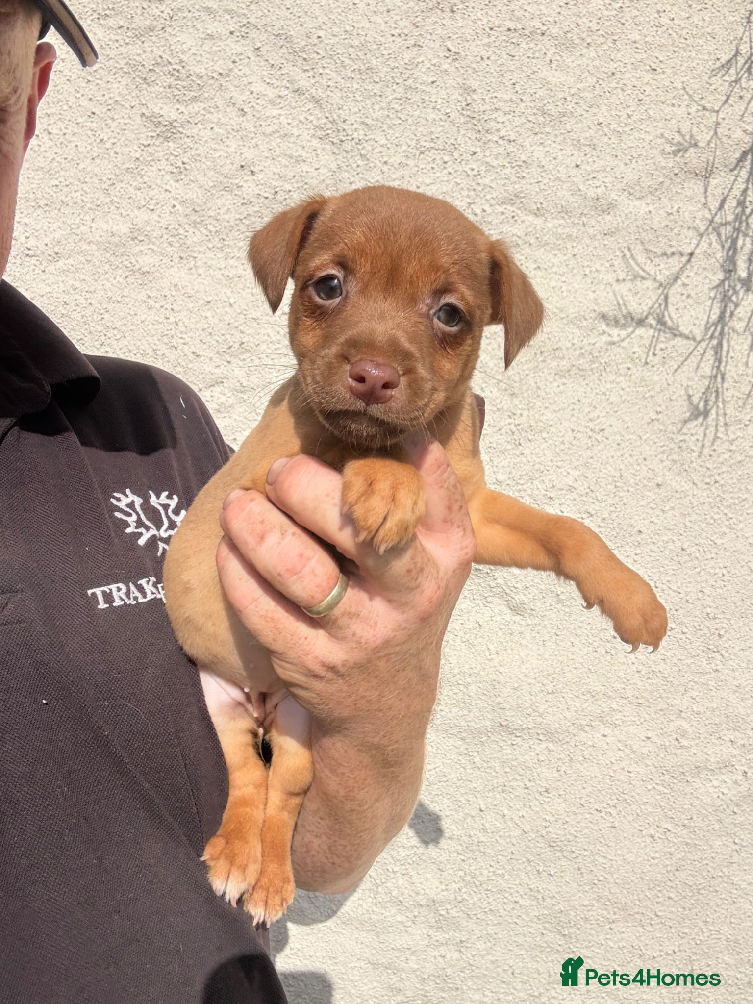 Patterdale Terrier dogs Quality Patterdale Pups Available  - Advert 2