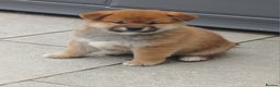 Japanese Shiba Inu dogs for sale: Puppy dog  - Advert 5