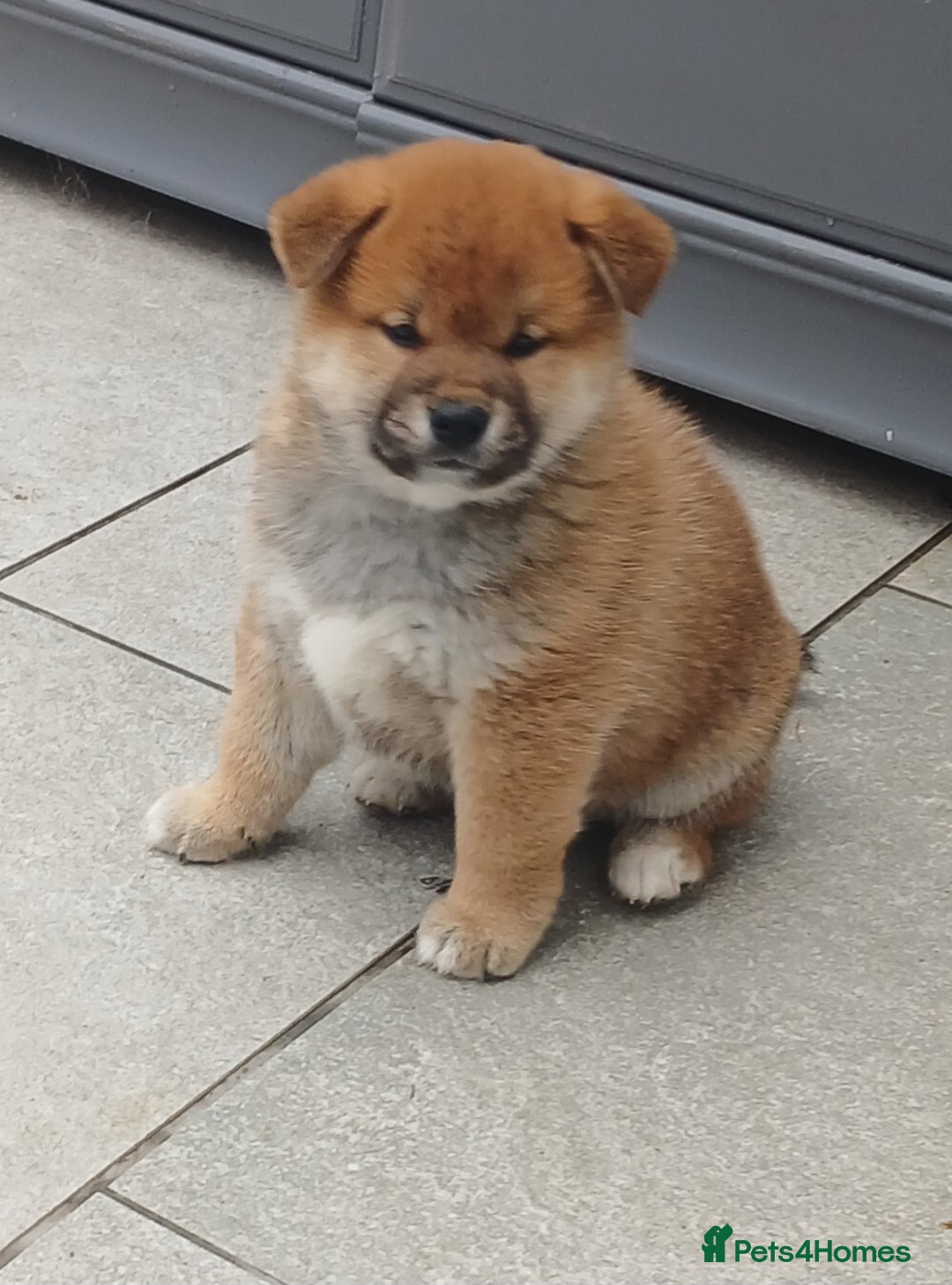 Japanese Shiba Inu dogs for sale: Puppy dog  - Advert 5