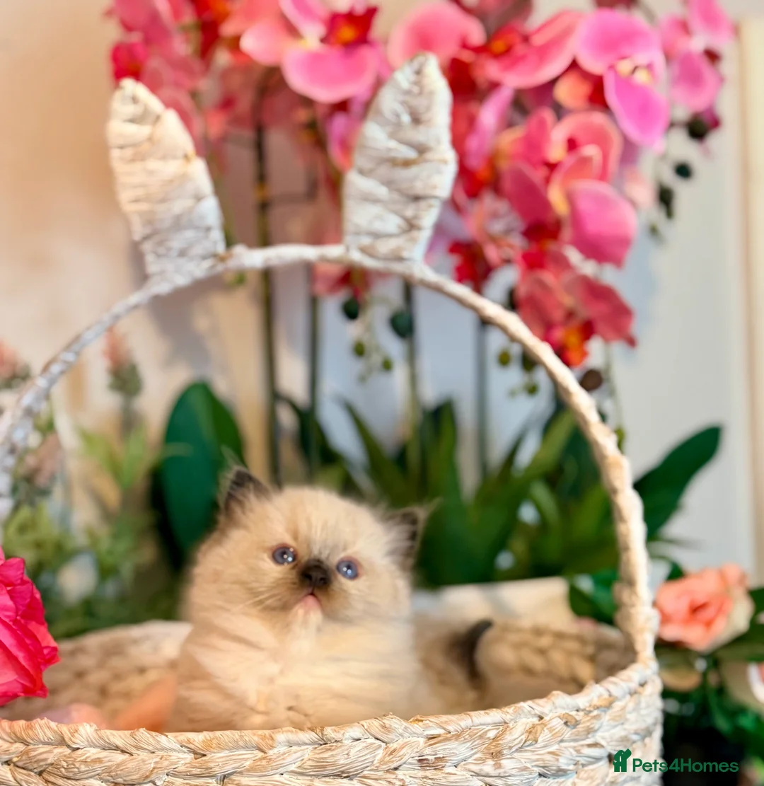 Ragdoll cats for sale: 🩷✨🏅GRAND CHAMP LINE TOP QUALITY RAGDOLLS - Advert 27