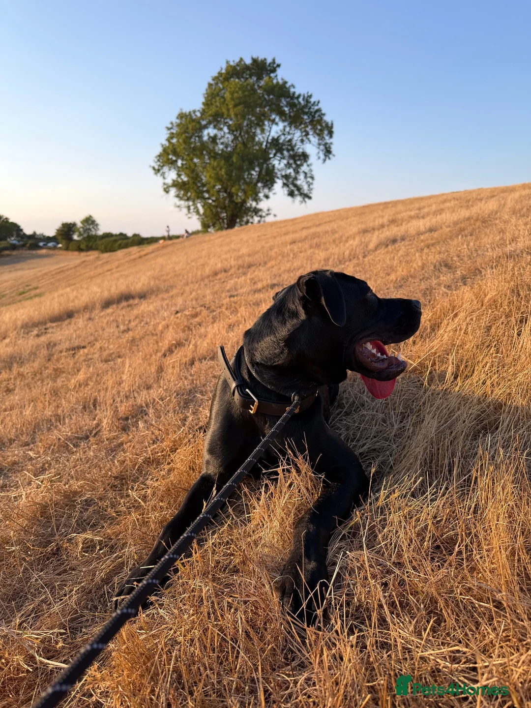 Mixed Breed dogs for sale: Bella- staffy X presa canario  - Advert 2