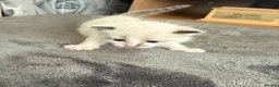 Mixed Breed cats for sale: Tabby mixed with ragdoll - Advert 9