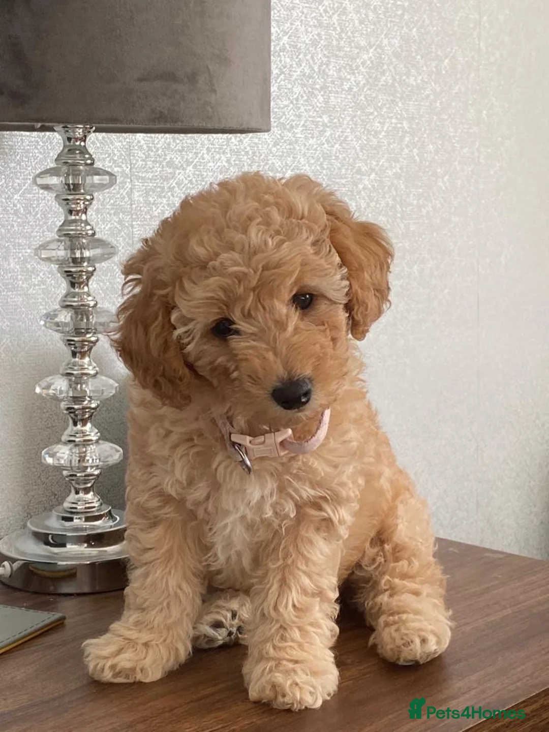 Miniature Poodle dogs for stud: Blue Merle Miniature Poodle (PROVEN) Health Tested in Sunderland - Advert 23