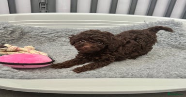 Cockapoo dogs - Advert 8