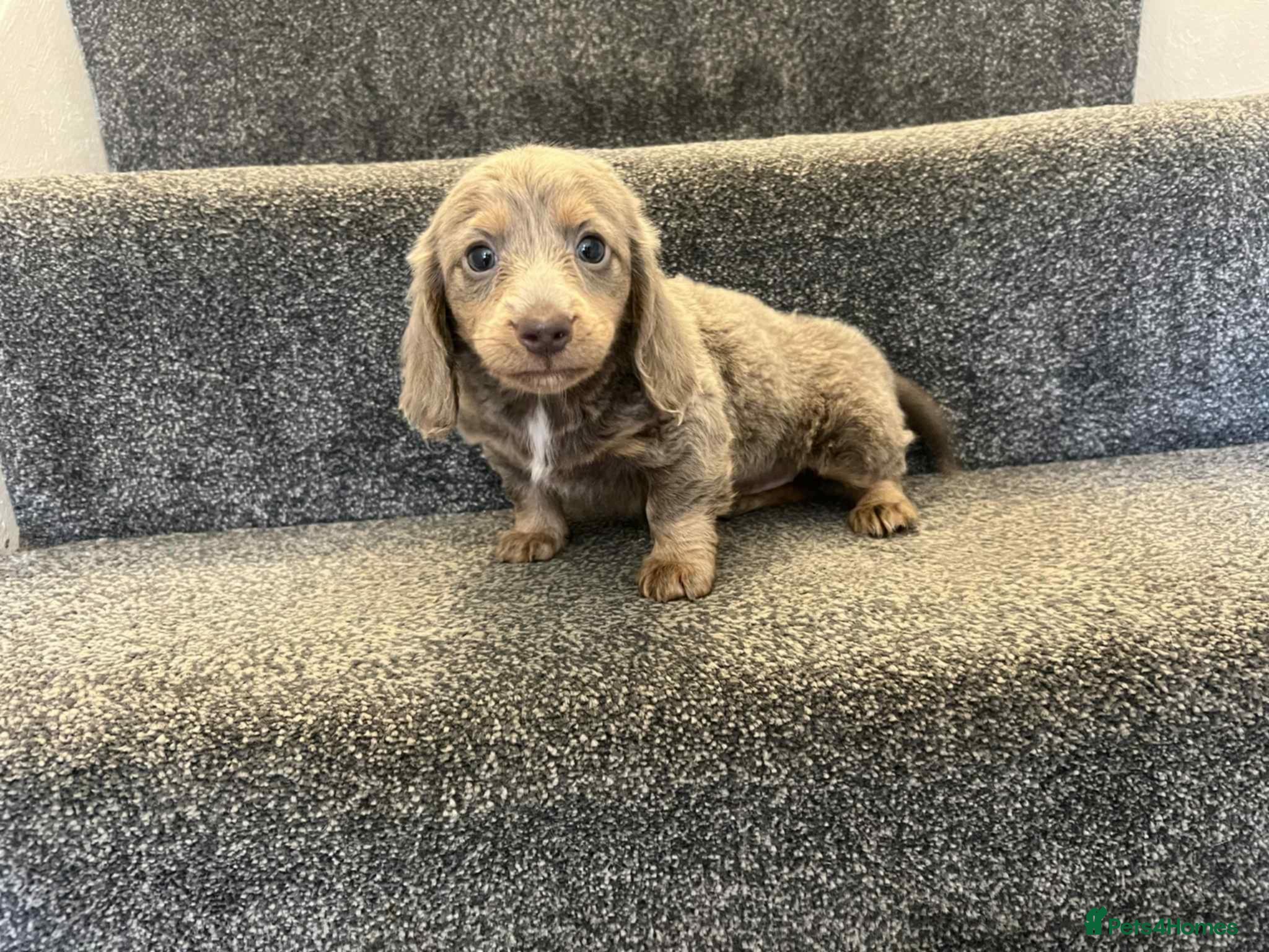 Miniature Dachshund dogs ISABELLA  LONGHAIRED  GIRL 💗💗💗 - Advert 17