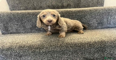 Miniature Dachshund dogs - Advert 4